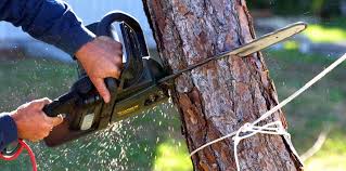  Green Bay, WI Tree Services Pros