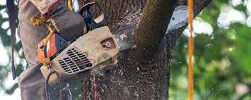 Best Firewood Processing and Delivery  in Green Bay, WI