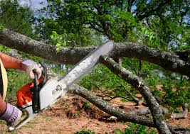 Best Tree Removal  in Green Bay, WI