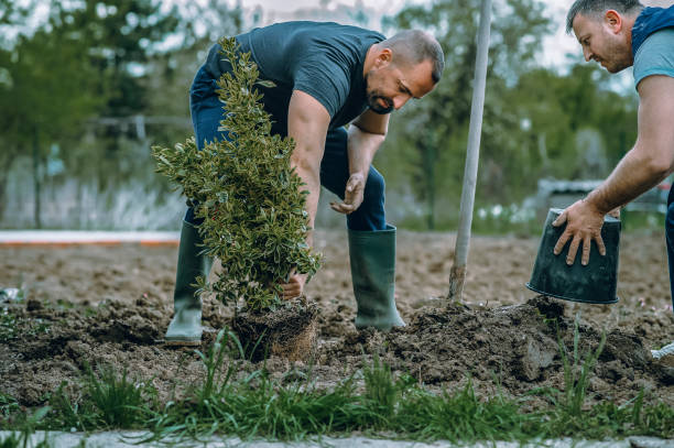 How Our Tree Care Process Works  in  Green Bay, WI