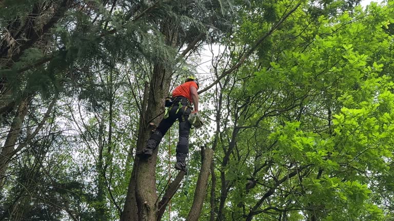 Best Tree Trimming and Pruning  in Green Bay, WI