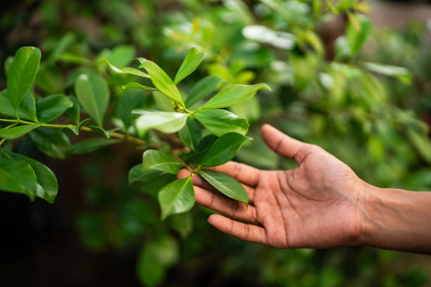 Best Tree Maintenance Programs  in Green Bay, WI