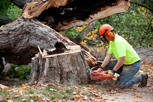 Best Commercial Tree Services  in Green Bay, WI