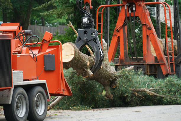 Reliable Green Bay, WI Tree Services Solutions