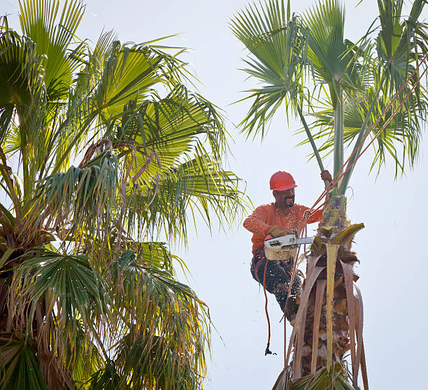 Best Utility Line Clearance  in Green Bay, WI