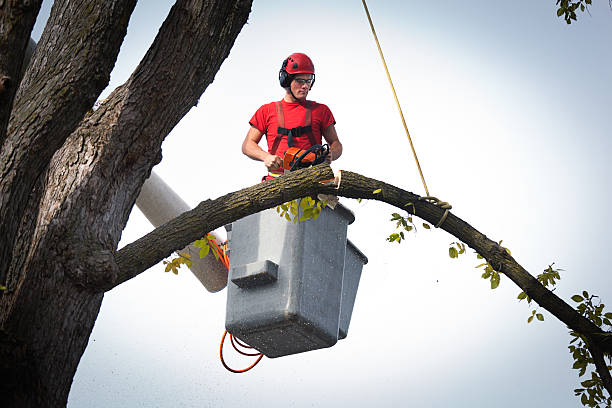 Best Hazardous Tree Removal  in Green Bay, WI