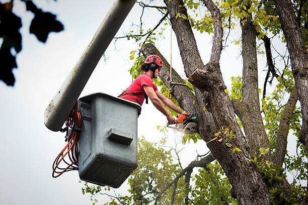 Best Arborist Consultation Services  in Green Bay, WI