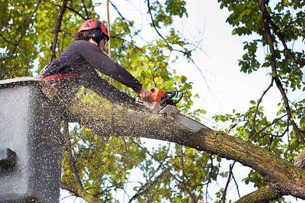 Best Pest Control for Lawns  in Green Bay, WI