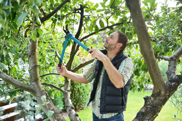 Best Tree Cabling and Bracing  in Green Bay, WI
